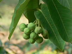 Duabanga grandiflora