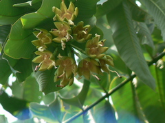 Duabanga grandiflora