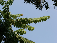 Duabanga grandiflora