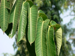 Duabanga grandiflora
