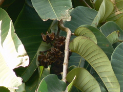 Duabanga grandiflora
