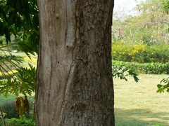 Duabanga grandiflora