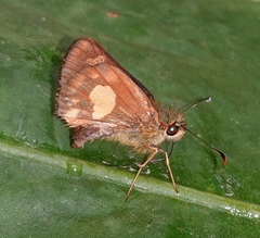 Dalla mesoxantha