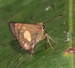 Dalla mesoxantha