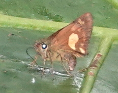 Dalla mesoxantha