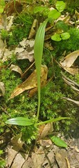 Spiranthes praecox