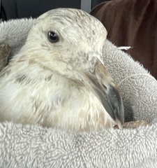 Larus argentatus smithsonianus