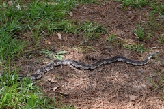 Pituophis melanoleucus