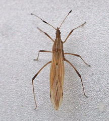Berytinus minor