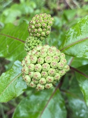 Asclepias variegata