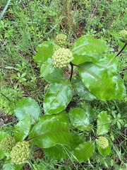Asclepias variegata