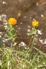 Trollius asiaticus