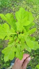 Quercus robur