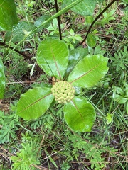 Asclepias variegata