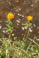 Trollius asiaticus