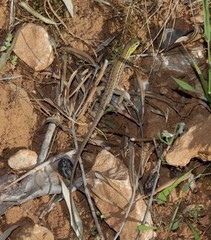 Ophisops elegans macrodactylus