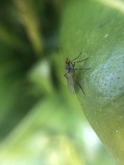 Empidoidea