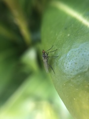 Empidoidea