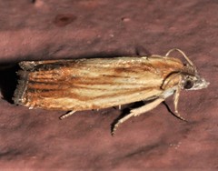Eucosma radiatana