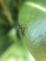 Empidoidea