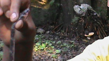 Travancore Wolf Snake, Lycodon travancoricus