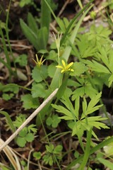 Gagea granulosa