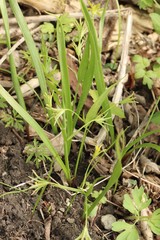 Gagea granulosa
