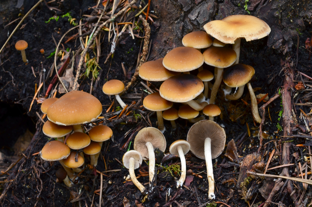 Common Stump Brittlestem