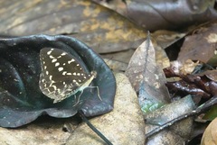 Lexias canescens