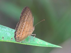Mycalesis fusca
