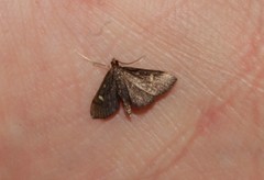 Dolicharthria stigmosalis