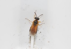 Athalia cordata