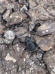 Cryptoglossa infausta