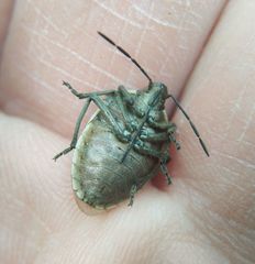 Chlorochroa pinicola