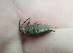Chlorochroa pinicola