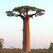 Baobabs - Photo (c) Carmelo López Abad, some rights reserved (CC BY-NC), uploaded by Carmelo López Abad
