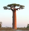 Baobabs - Photo (c) Carmelo López Abad, some rights reserved (CC BY-NC), uploaded by Carmelo López Abad