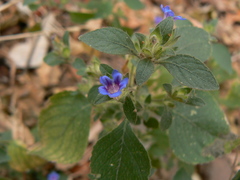 Strobilanthes pavala