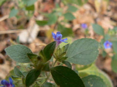 Strobilanthes pavala