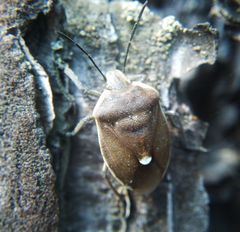 Chlorochroa pinicola