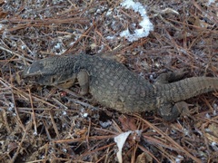 Varanus exanthematicus