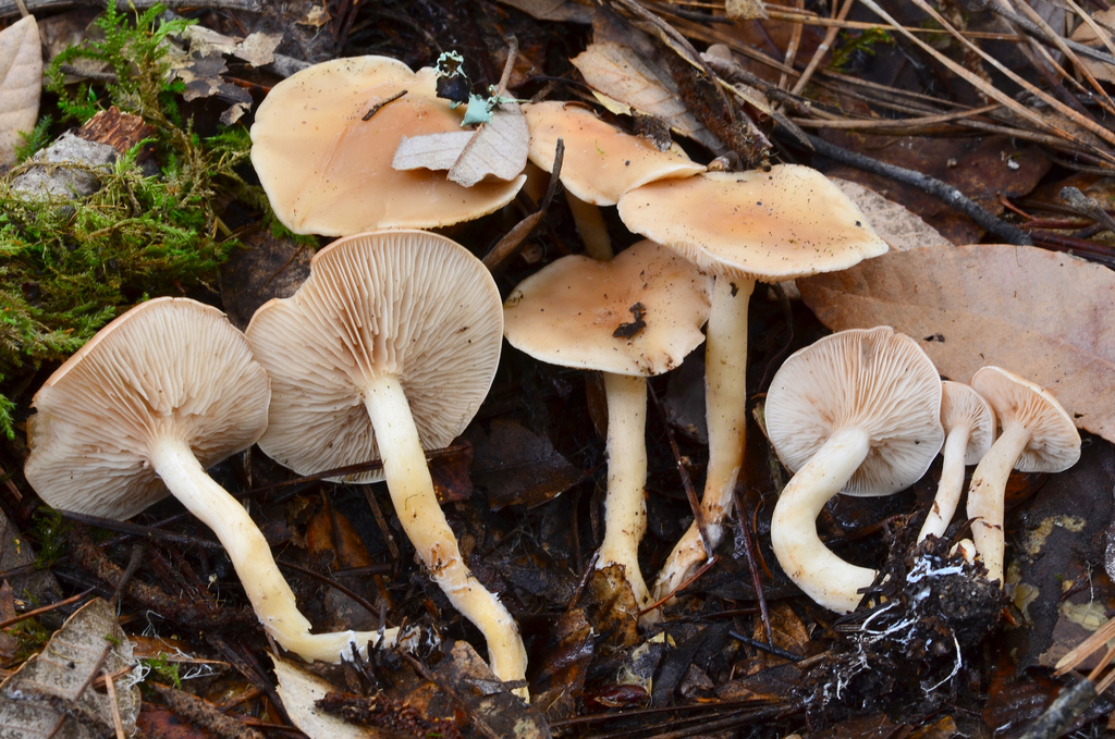 Rhodocybe