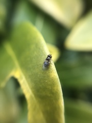 Chloropidae