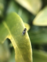 Chloropidae