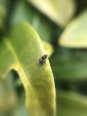 Chloropidae