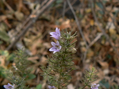 Haplanthodes tentaculatus