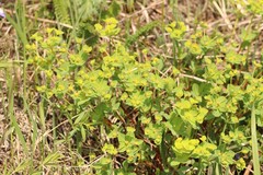 Euphorbia alpina