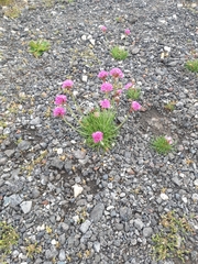 Armeria maritima