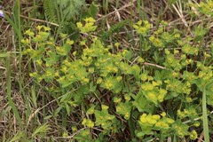 Euphorbia alpina