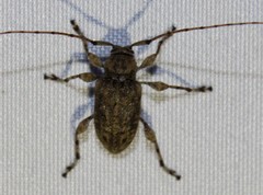 Leptostylopsis terraecolor